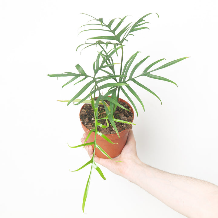 Philodendron polypodioides