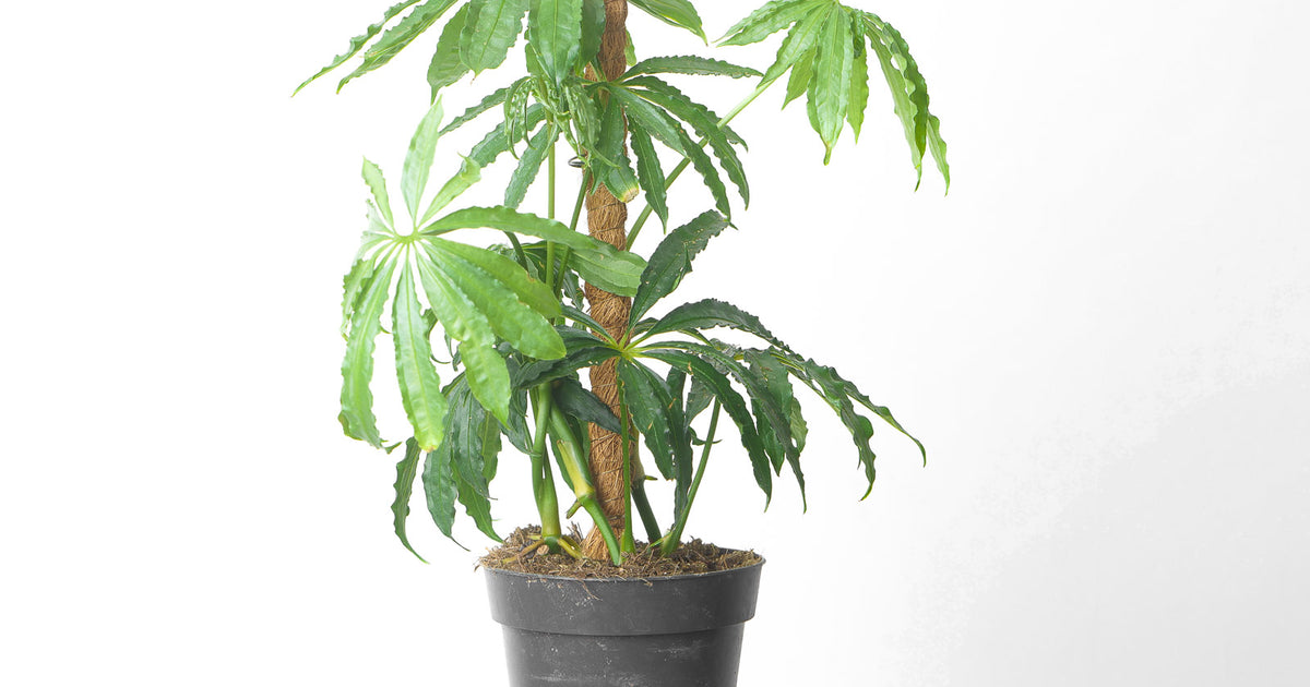 Anthurium polyschistum | Plants