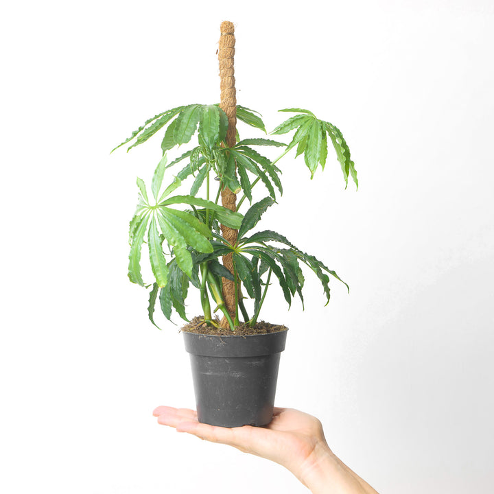 Anthurium polyschistum 12cm on Moss Pole Plants GrowTropicals