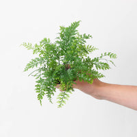 Polystichum lepidocaulon