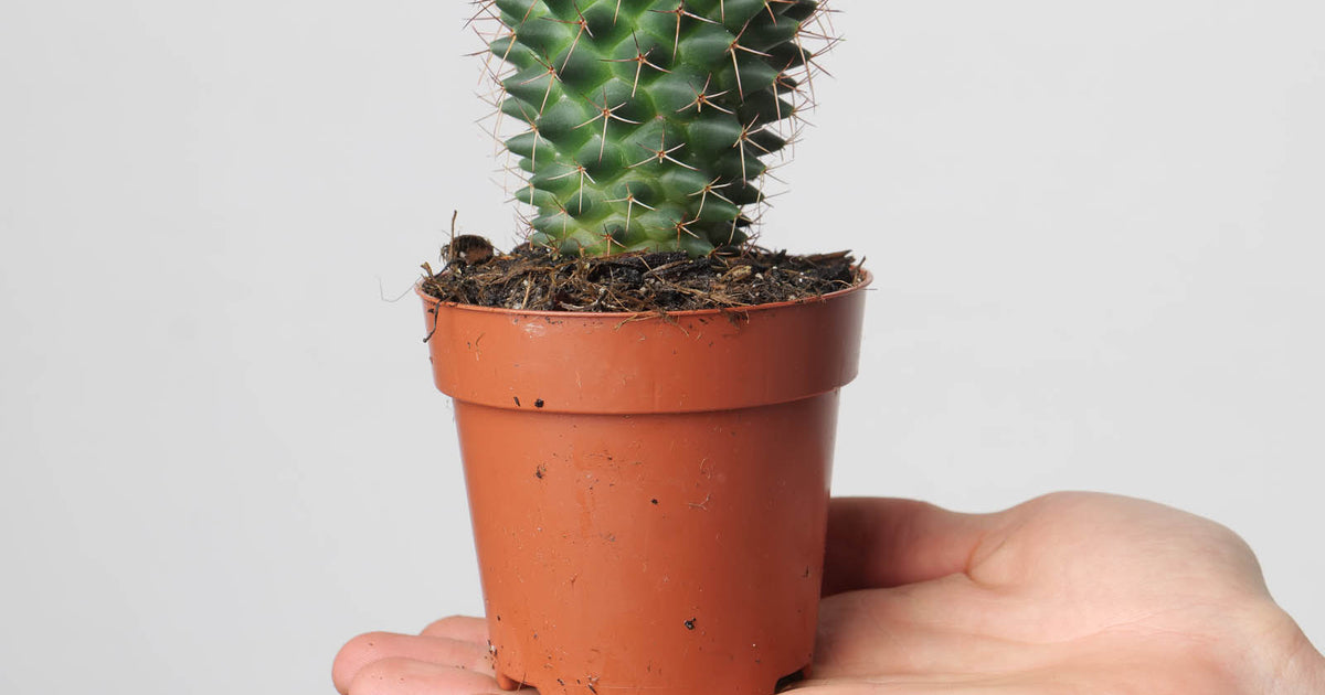 Mammillaria polythele | Plants