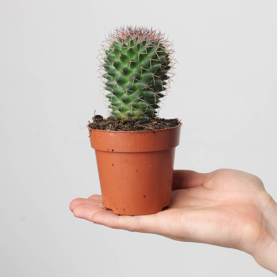 Mammillaria polythele - GROW TROPICALS