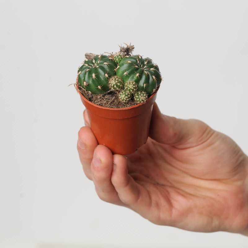 Matucana polzii Plants GrowTropicals