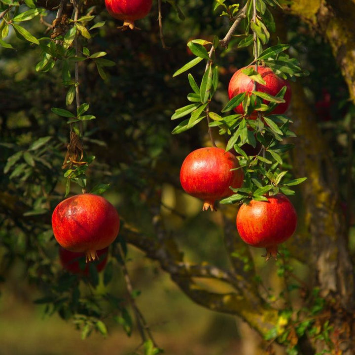 Punica granatum (Pomegranate)