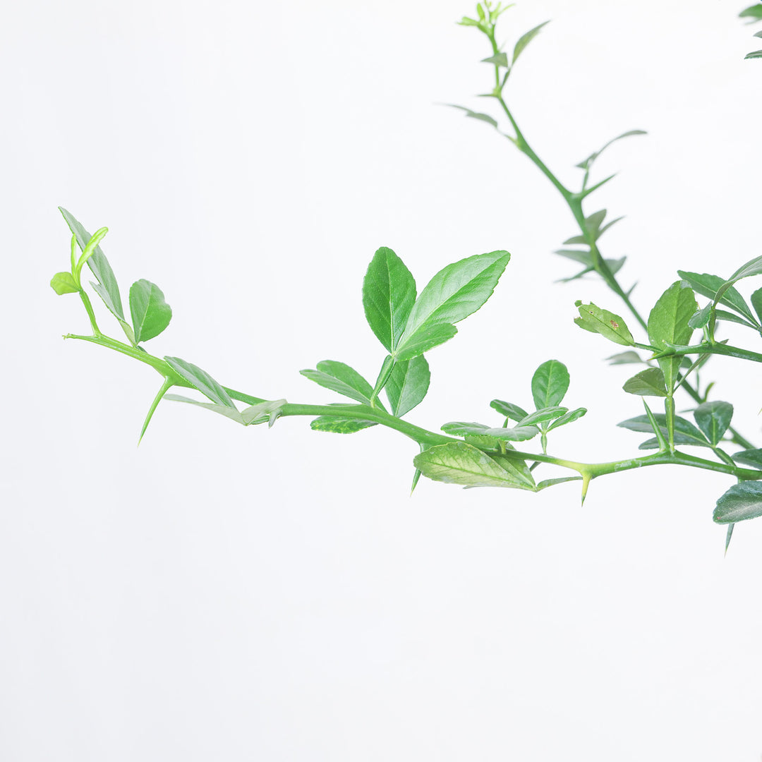 Citrus trifoliata | Poncirus trifoliata