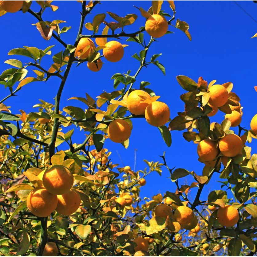 Citrus trifoliata | Poncirus trifoliata Plants - Outdoor GROW TROPICALS