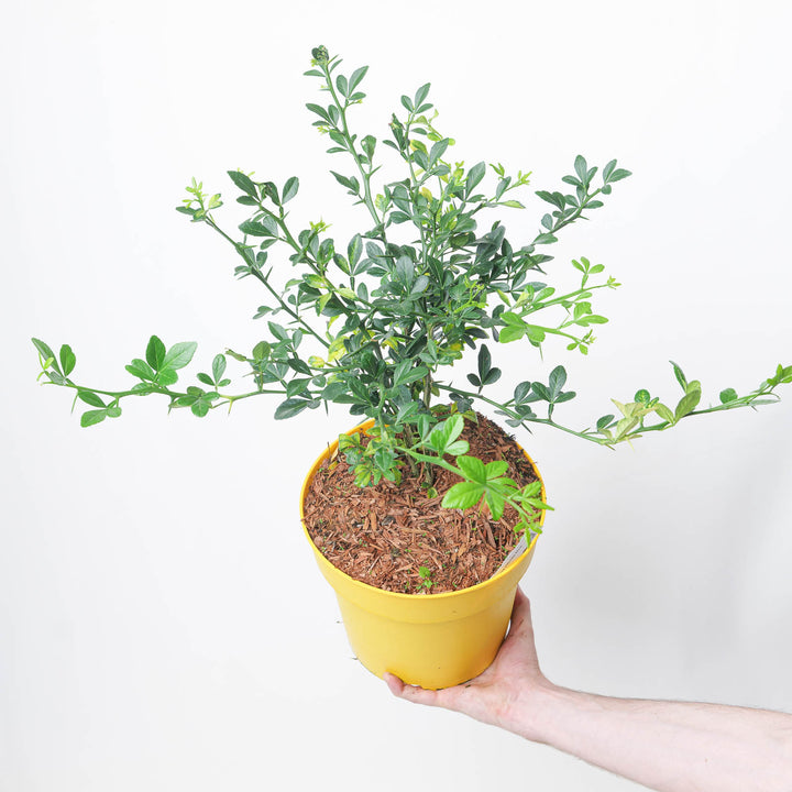 Citrus trifoliata | Poncirus trifoliata