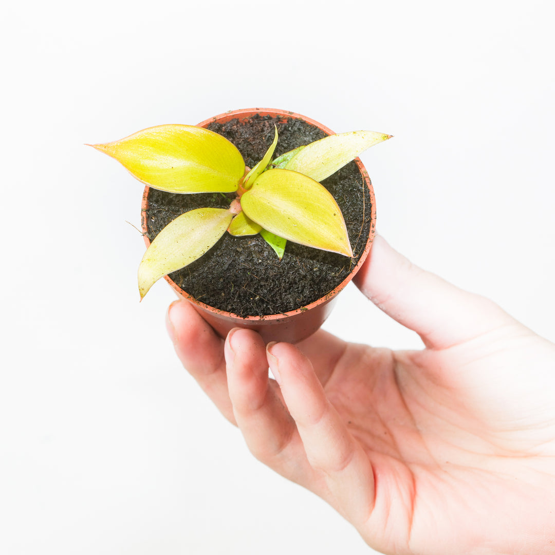 Philodendron 'Prince of Orange' 6cm Plants GrowTropicals