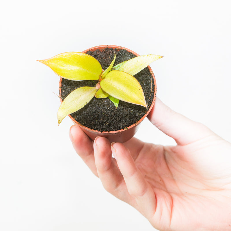 Philodendron 'Prince of Orange' — 6cm