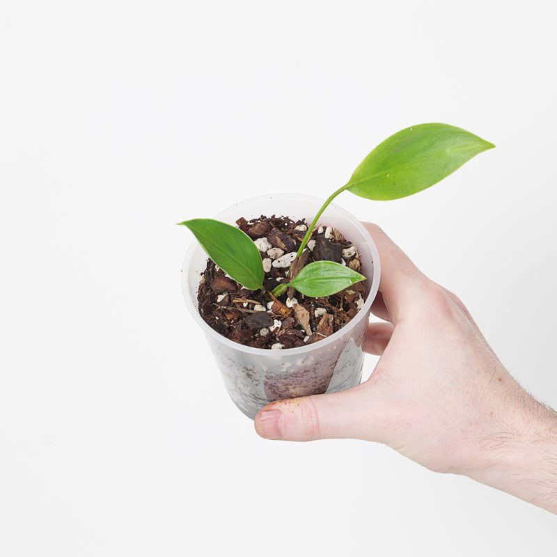 Stenospermation popayanense Plants GrowTropicals