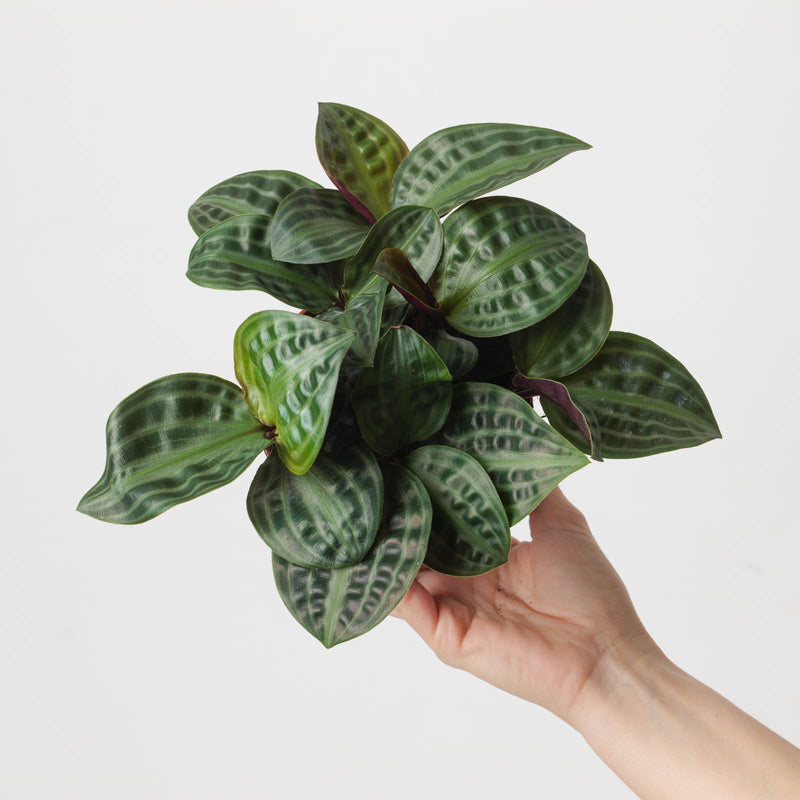 Geogenanthus poeppigii 12cm Plants GrowTropicals