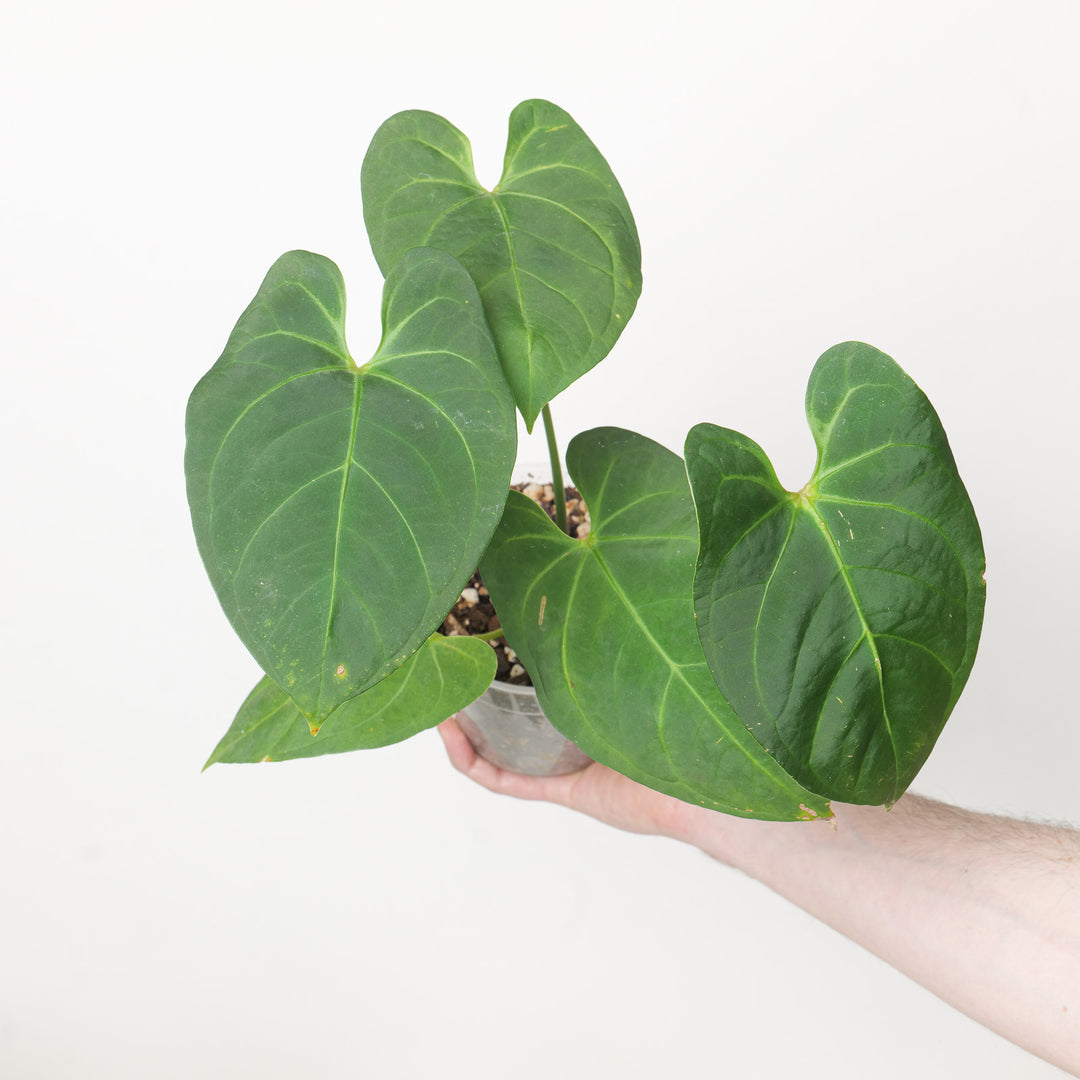 Anthurium Portillae x Dorayaki 12cm #1 Plants GrowTropicals