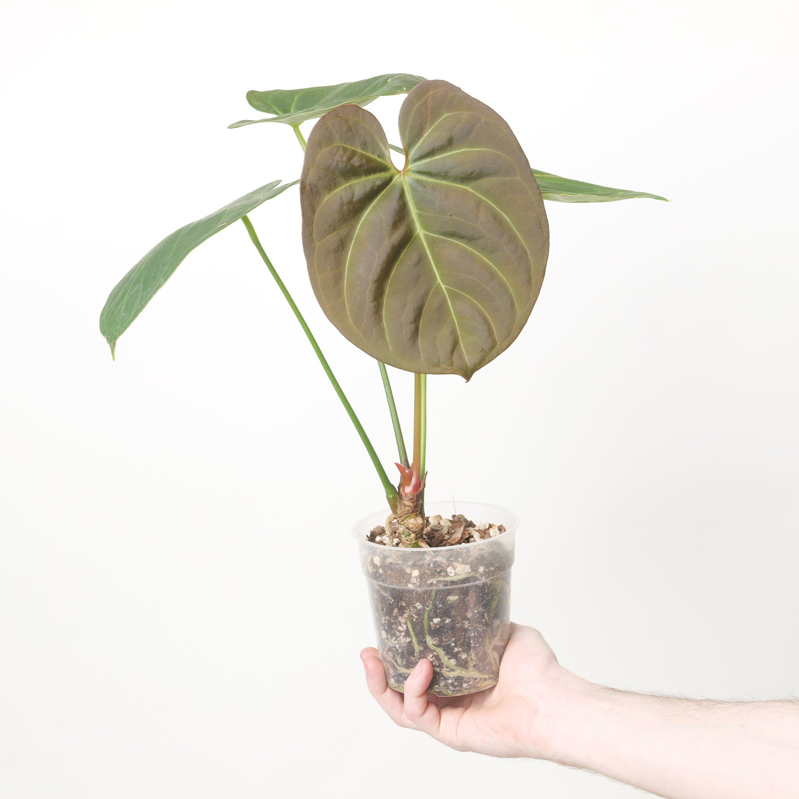 Anthurium portillaeインドネシアタイプ Anthurium Portillae Indonesia Type – Greenspaces.id