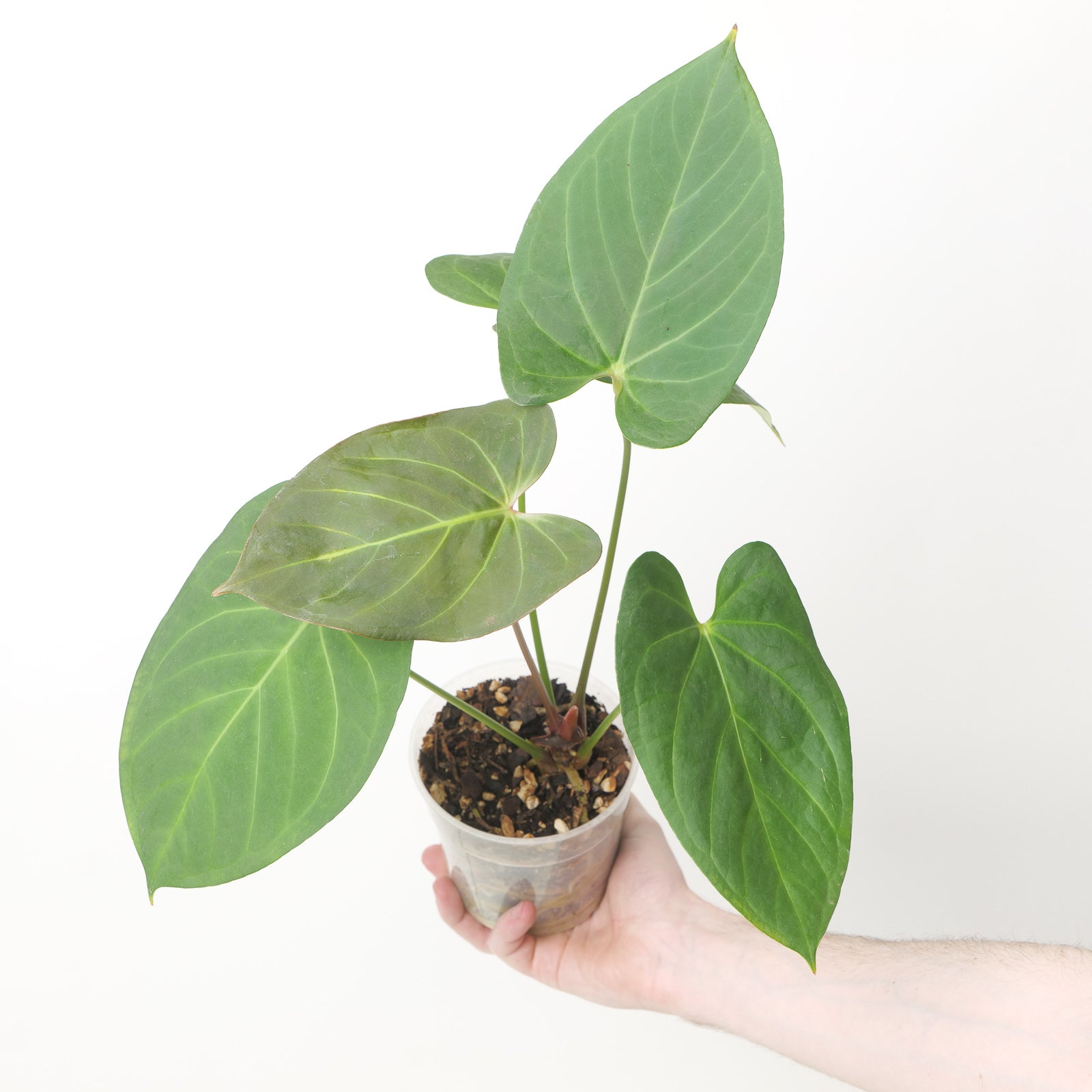 Anthurium portillaeインドネシアタイプ Anthurium Black Sweet x Indo Portillae – HappiestPlants