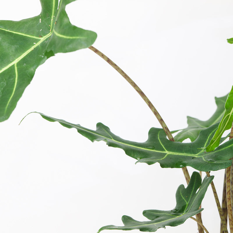 Alocasia portei 'Zebra' Plants GrowTropicals