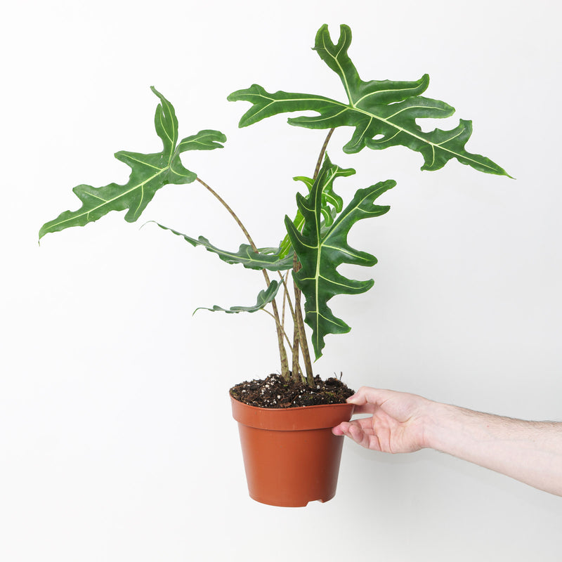 Alocasia portei 'Zebra' 17cm Plants GrowTropicals