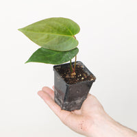 Anthurium portillae Indo x RC