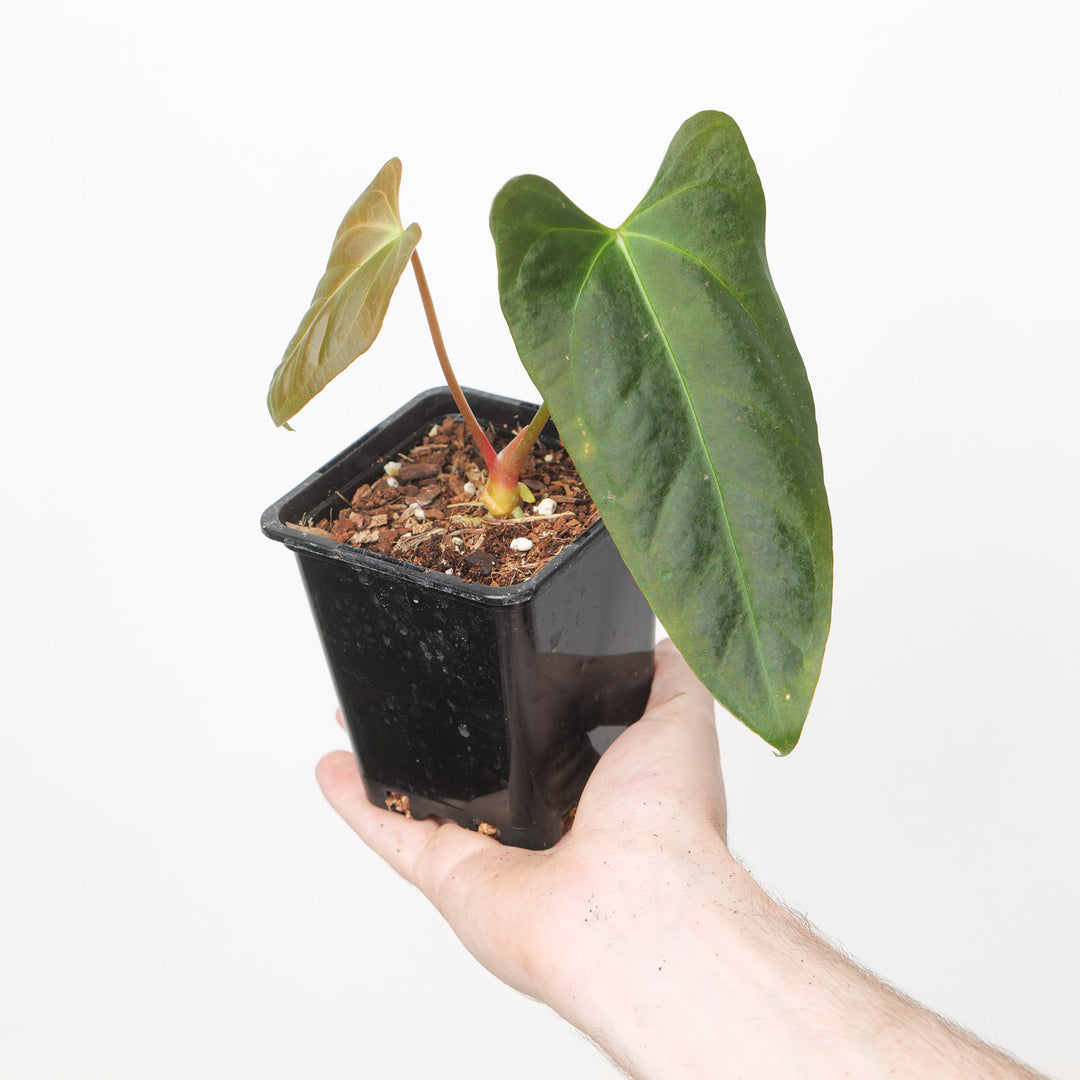 Anthurium Indo Port x papillilaminum