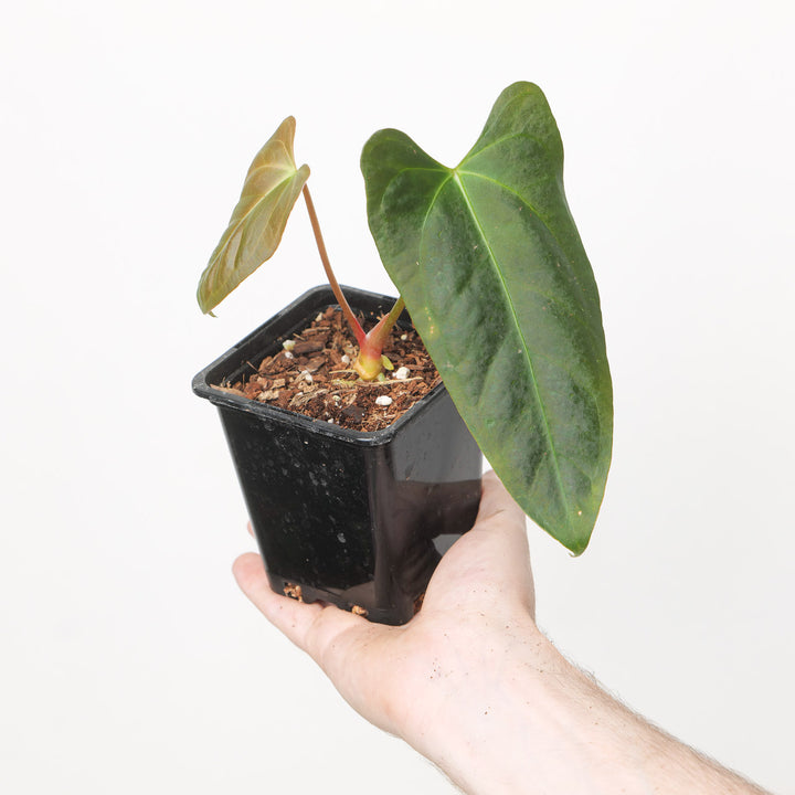 Anthurium Indo Port x papillilaminum