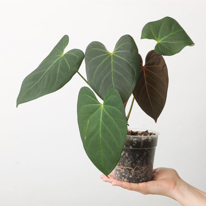 Anthurium Portillae x Dorayaki Plants GrowTropicals