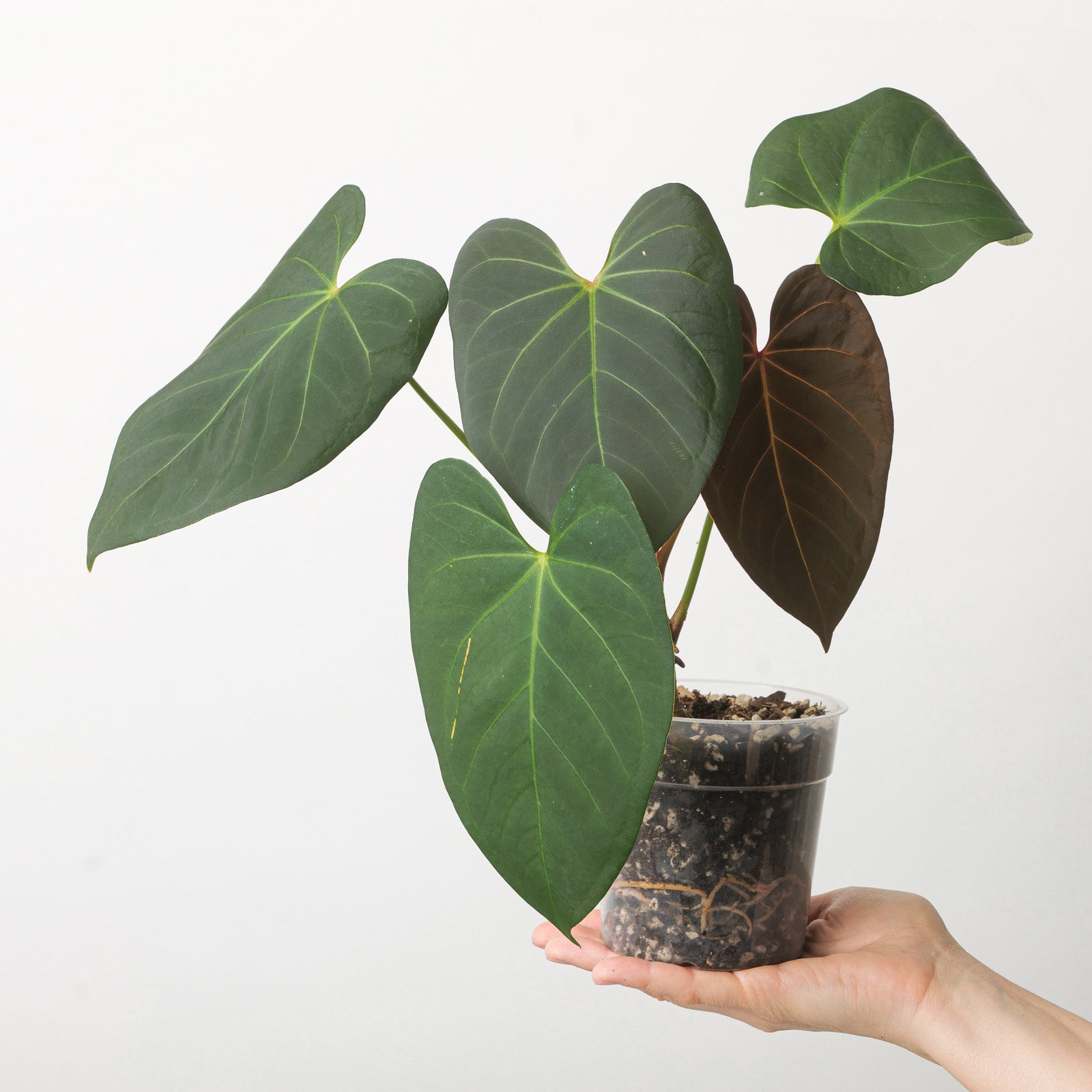 anthurium portillae Anthurium Portillae x Dorayaki