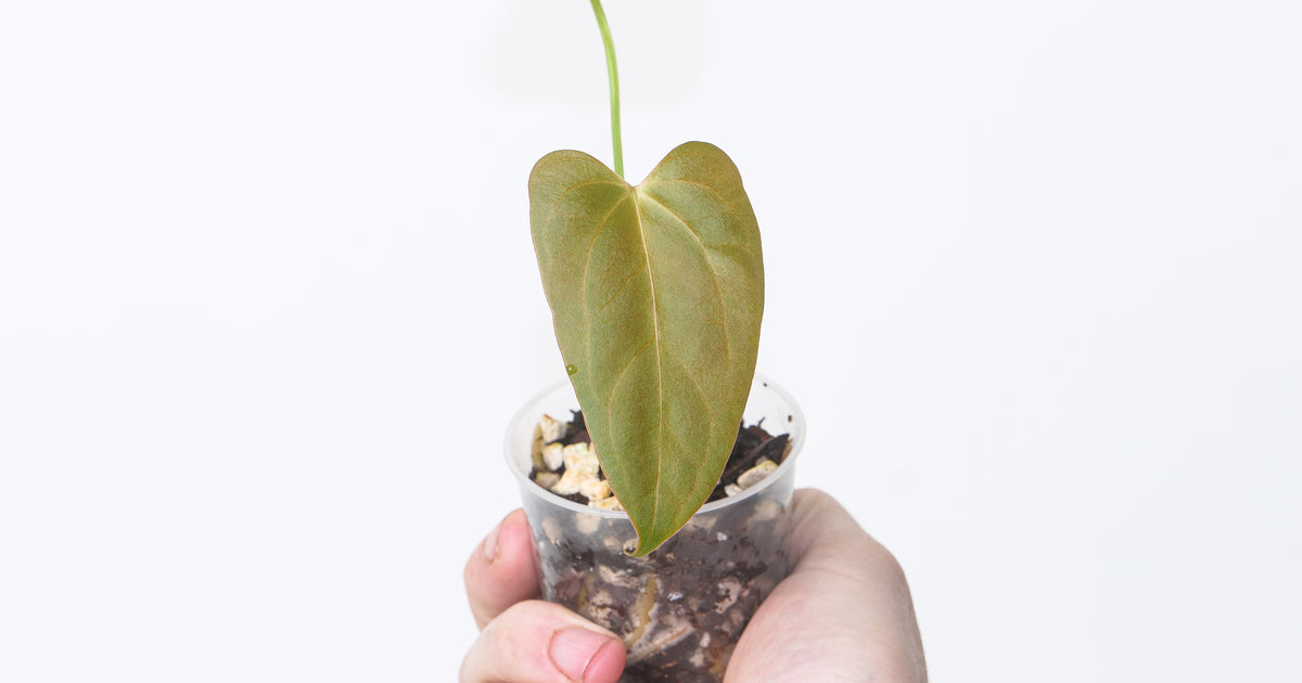 Anthurium portillae × 'Red Crystallinum' | Plants