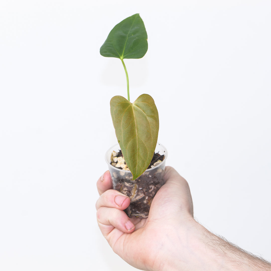 Anthurium portillae × ‘Red Crystallinum’ 6cm Plants GrowTropicals