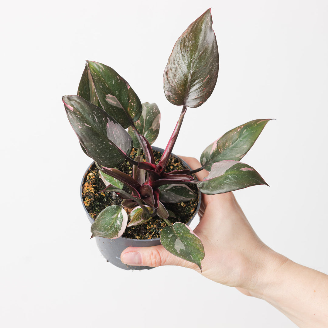 pink princess philodendron singapore Philodendron Pink Princess 'Marble'