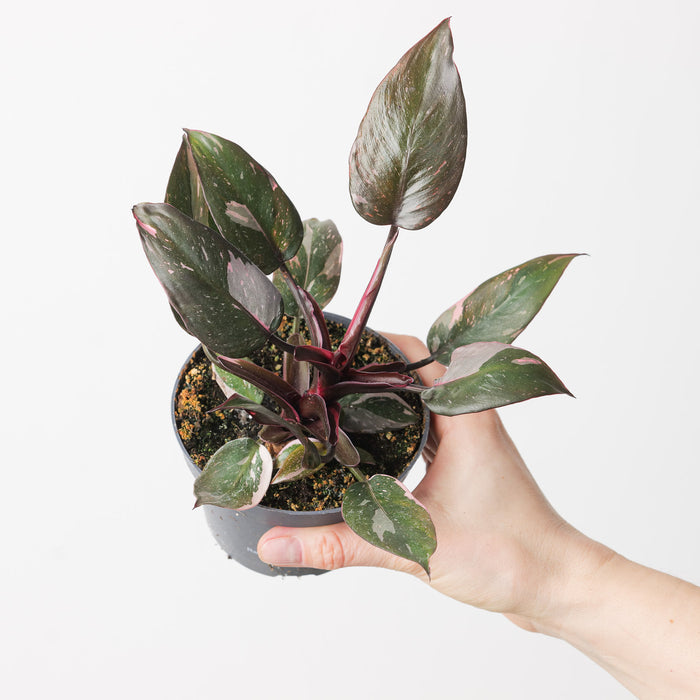 Philodendron Pink Princess 'Marble' 10.5cm Plants GrowTropicals