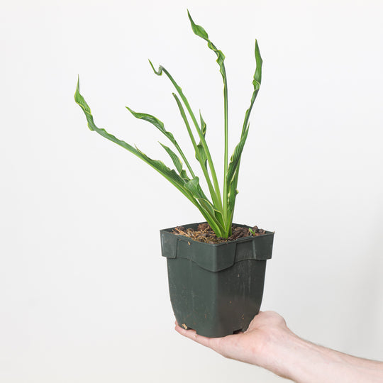 Hosta 'Praying Hands'