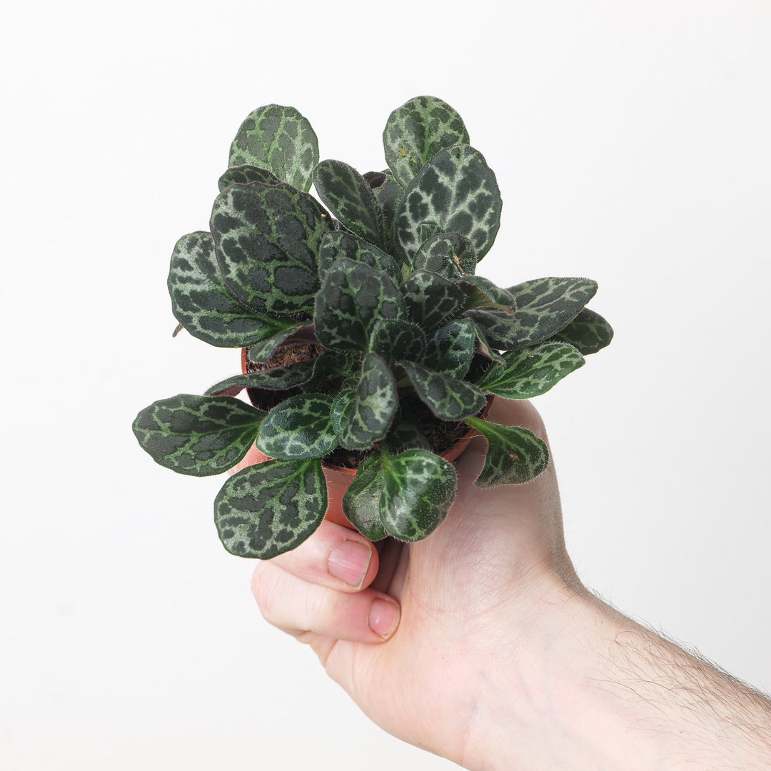 Primulina yungfuensis Plants GrowTropicals