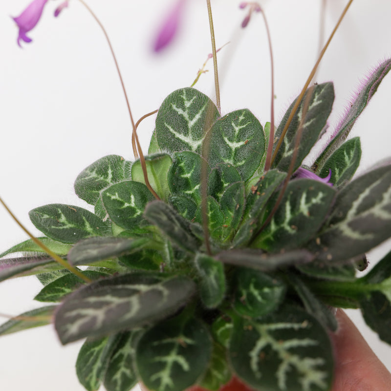 Primulina sinovietnamica Plants GrowTropicals