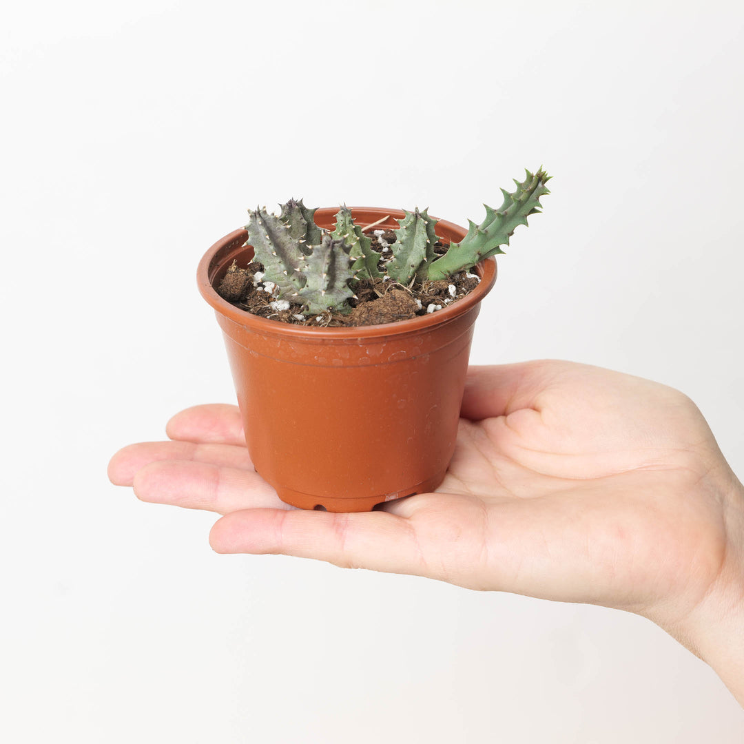 Huernia primulina (Stapeliad) - GROW TROPICALS