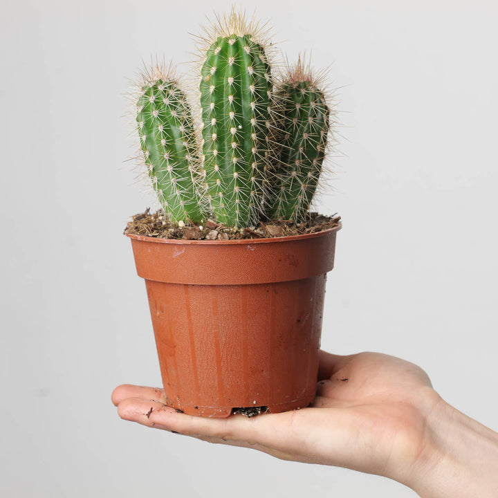 Pachycereus pringlei - GROW TROPICALS