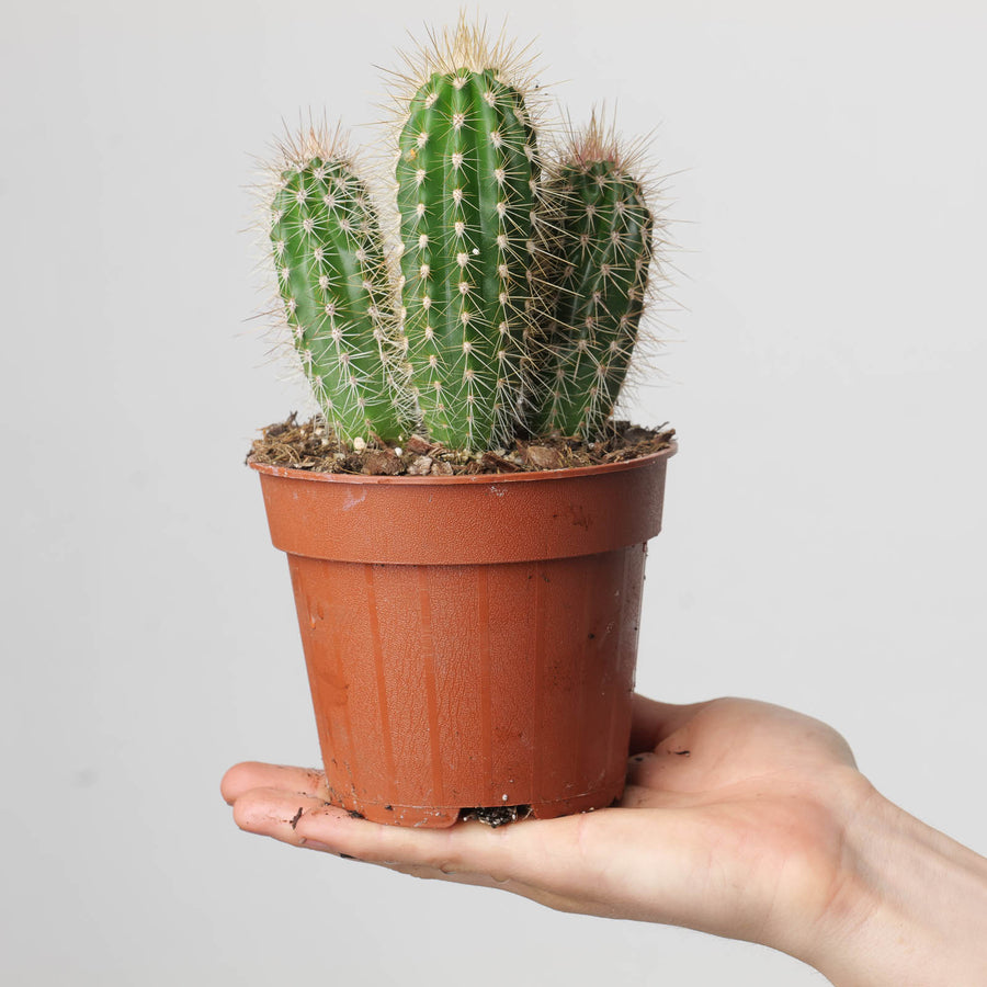 Pachycereus pringlei - GROW TROPICALS