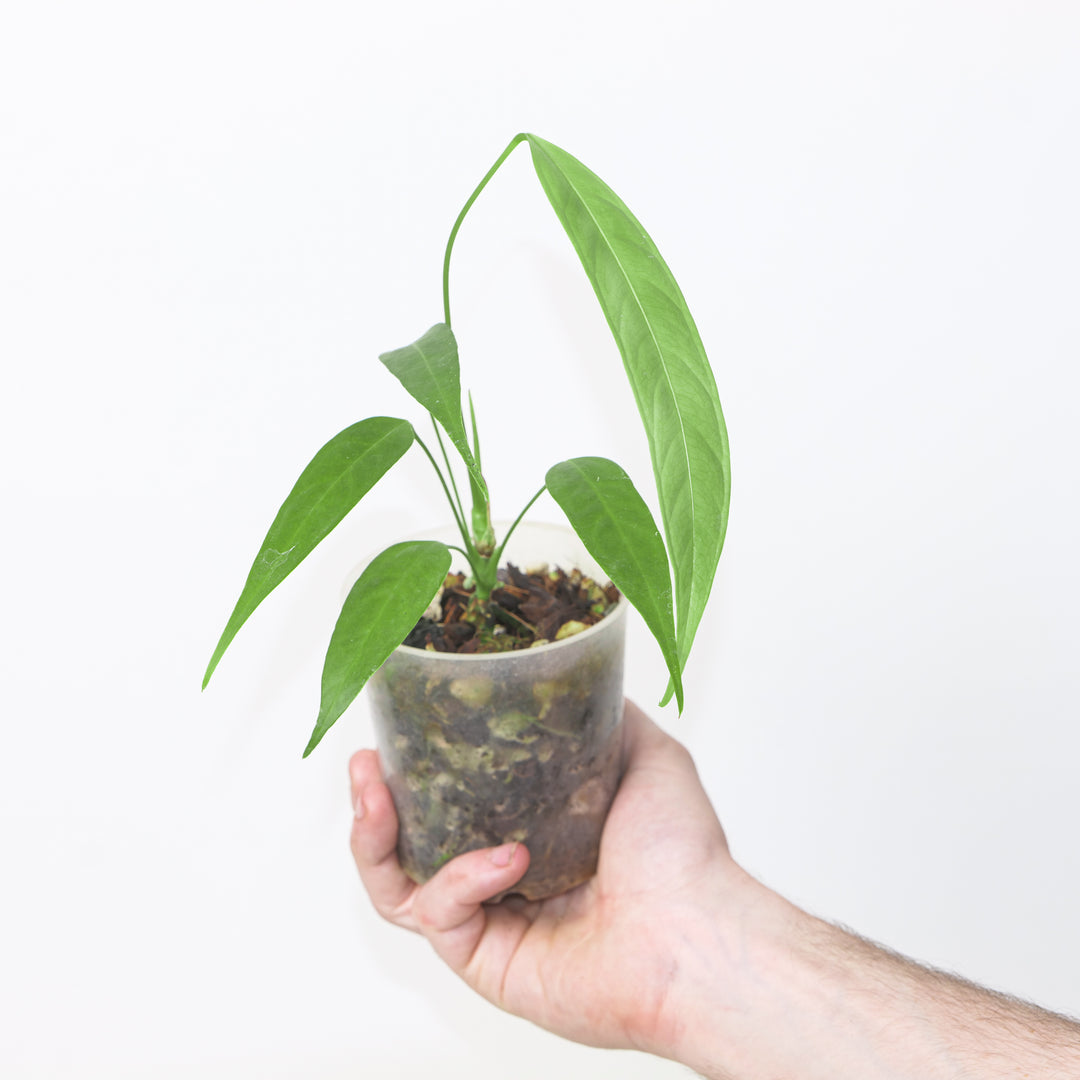 Anthurium prolatum 9cm / #24 Plants GrowTropicals