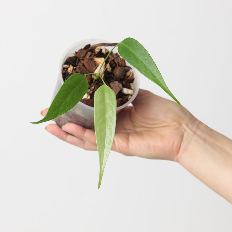 Anthurium prolatum Plants GrowTropicals