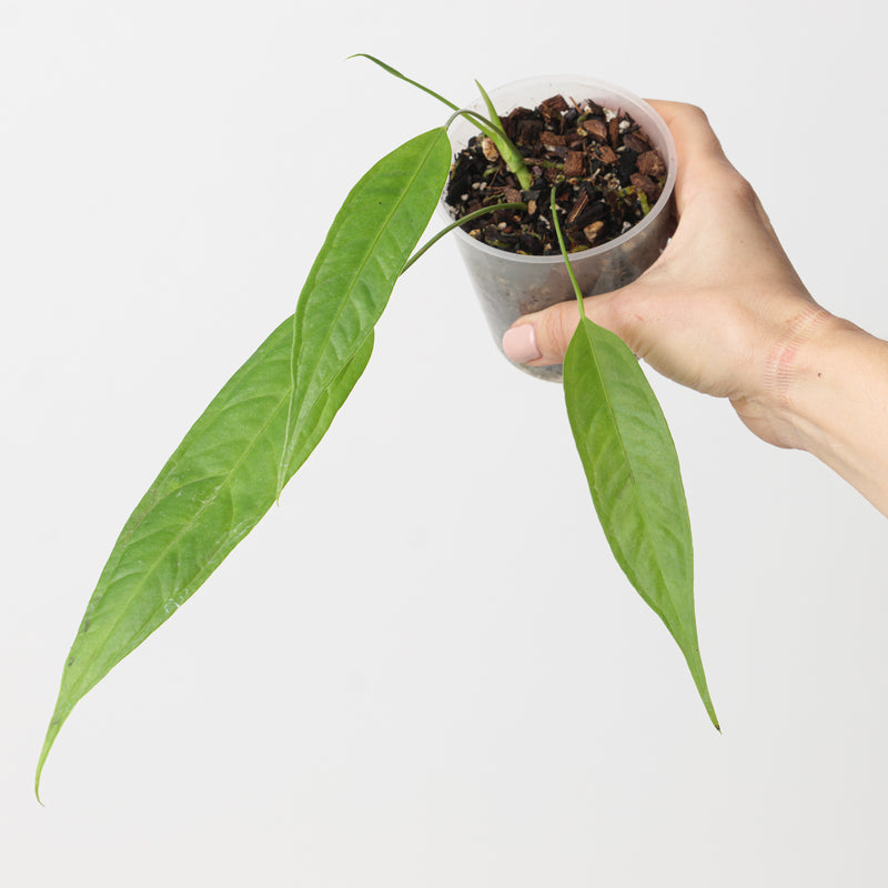 Anthurium prolatum Plants GrowTropicals