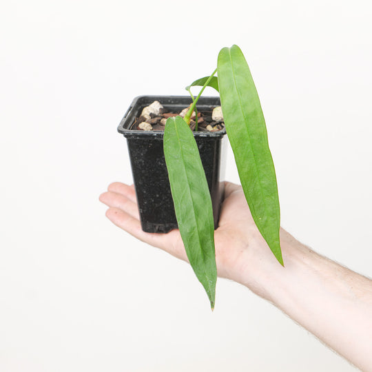 Anthurium prolatum 9cm Plants GrowTropicals