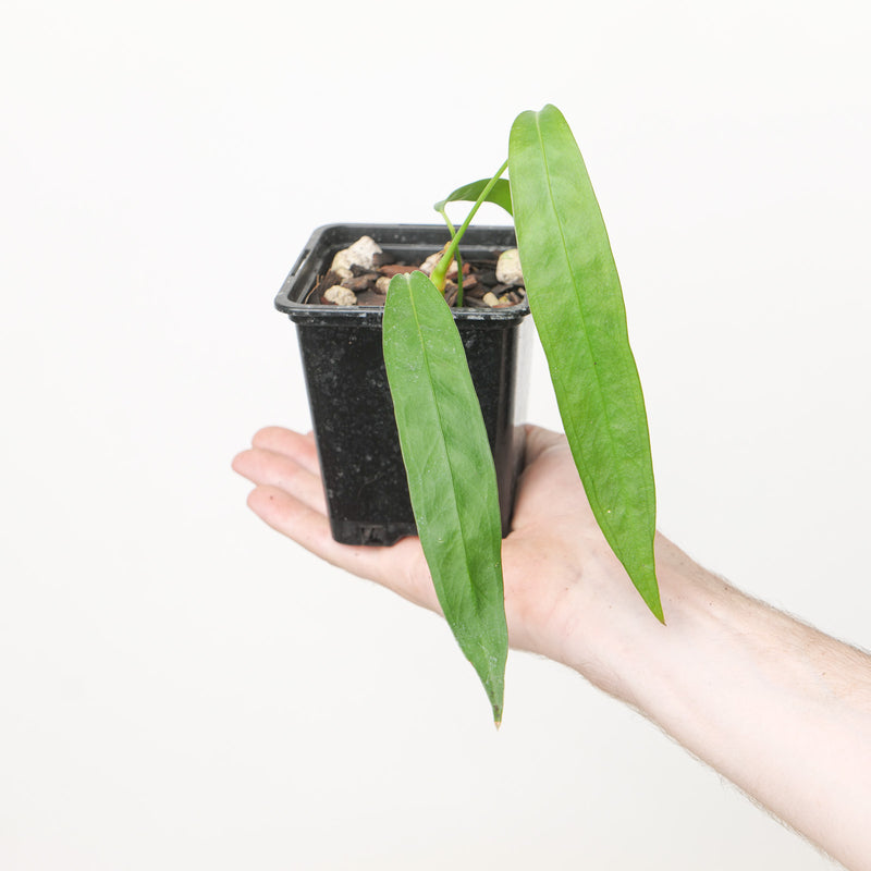 Anthurium prolatum 9cm Plants GrowTropicals