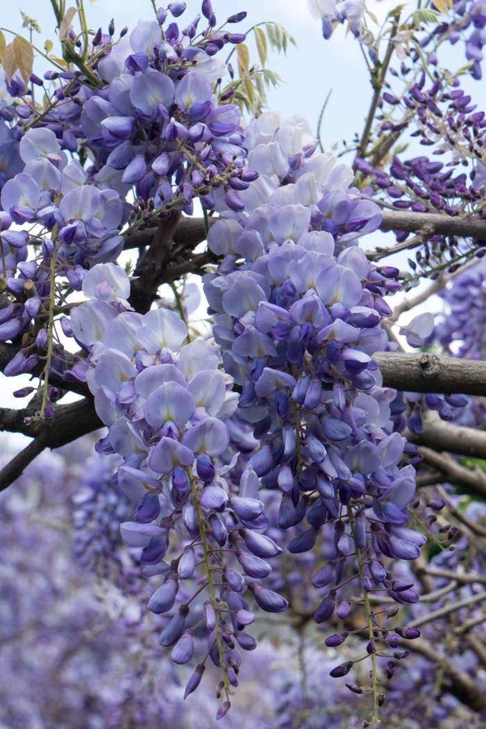 Wisteria sinensis 'Prolific' Plants - Outdoor GROW TROPICALS