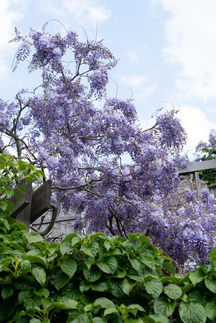 Wisteria sinensis 'Prolific' Plants - Outdoor GROW TROPICALS
