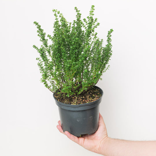 Prostanthera cuneata 17cm / 2L Plants - Outdoor GROW TROPICALS