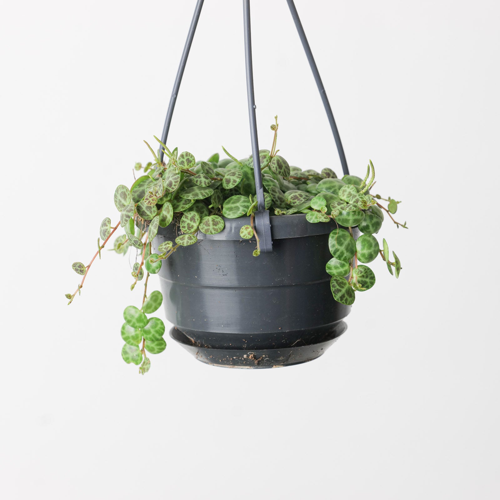 String Of Turtles Peperomia Prostrata Trailing Succulent House Plant Indoor Collection Stock Photo