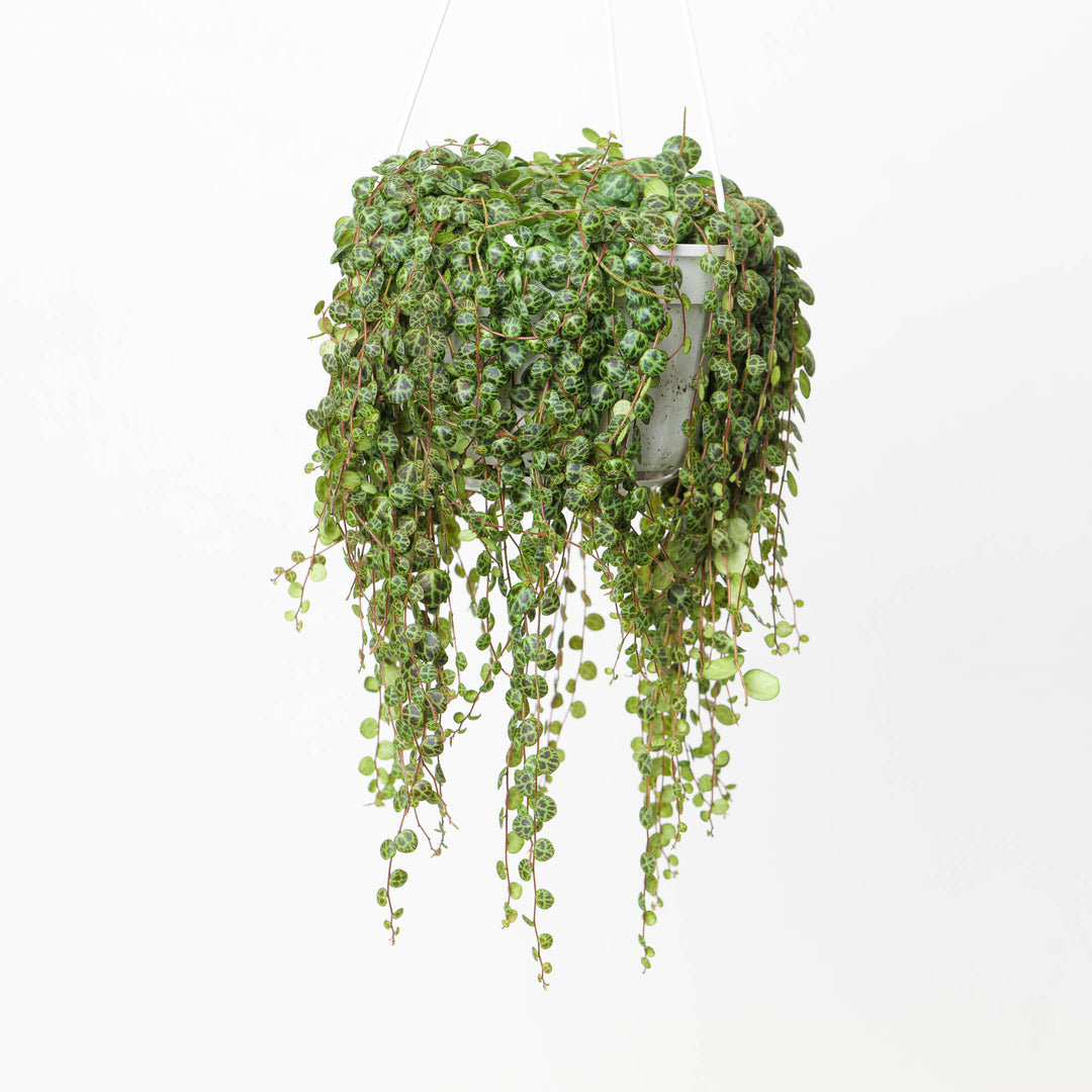 pet friendly hanging plants Pet Safe Bundle
