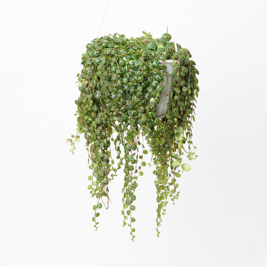 Pet Safe Bundle Plant Bundle GrowTropicals