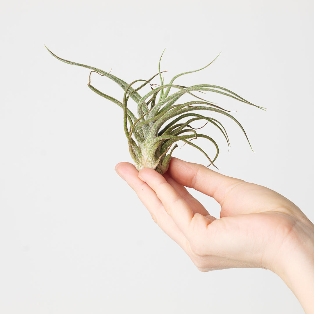 Tillandsia pruinosa - GROW TROPICALS