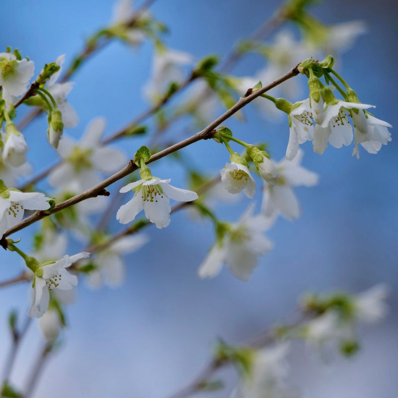 Prunus incisa f. yamadei Plants - Outdoor GROW TROPICALS