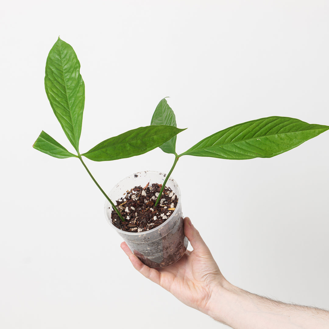 Anthurium pseudoclavigerum - GROW TROPICALS