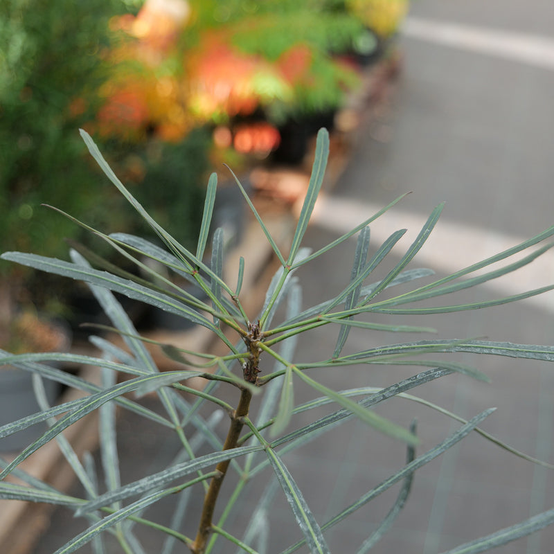 Pseudopanax crassifolius f. trifoliolatus Plants - Outdoor GROW TROPICALS